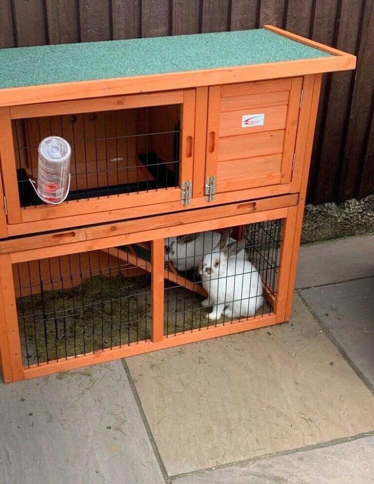 rabbit cages gumtree